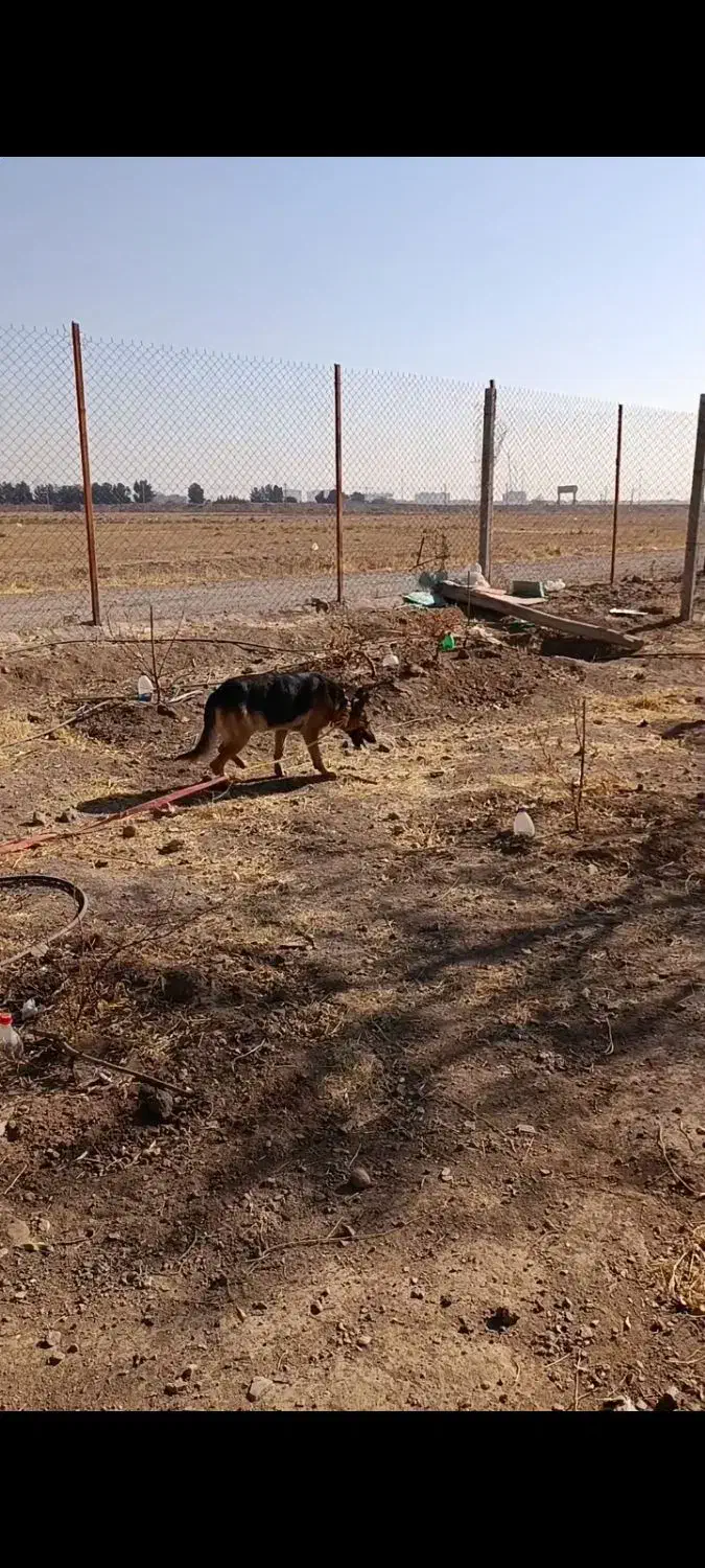 سگ ژرمن نر|سگ|تاکستان, |دیوار