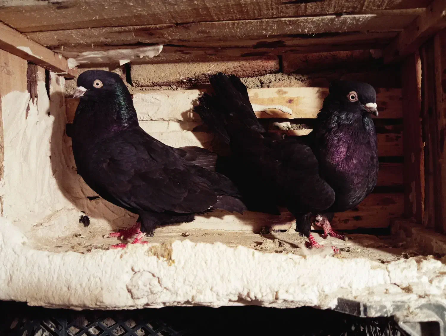 سیاه|پرنده|ملکان, |دیوار