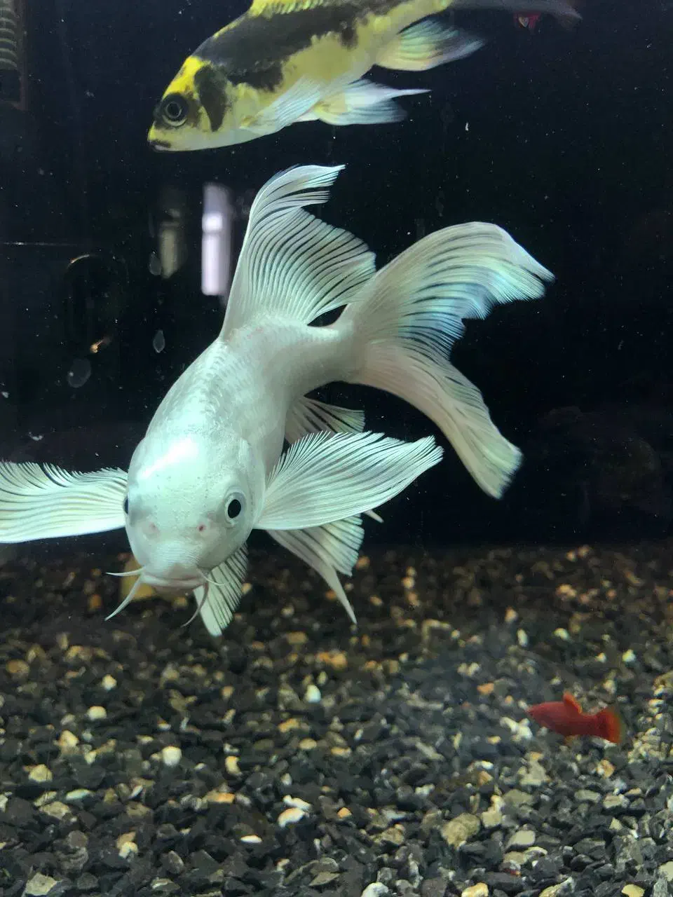 کوی آلبینو وارداتی|ماهی|اردبیل, |دیوار