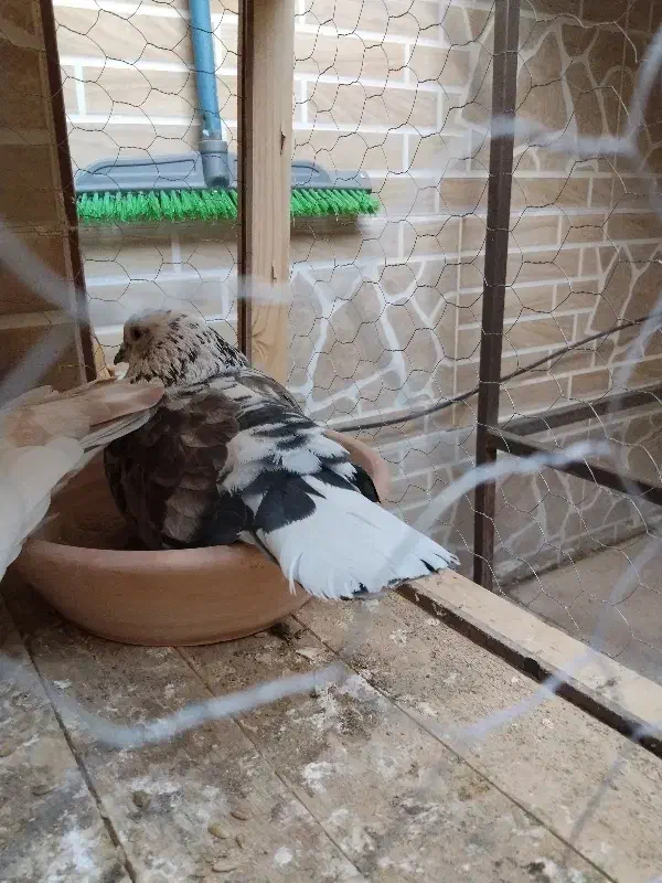 کبوتر|پرنده|فولادشهر, مسکن مهر فولادشهر|دیوار