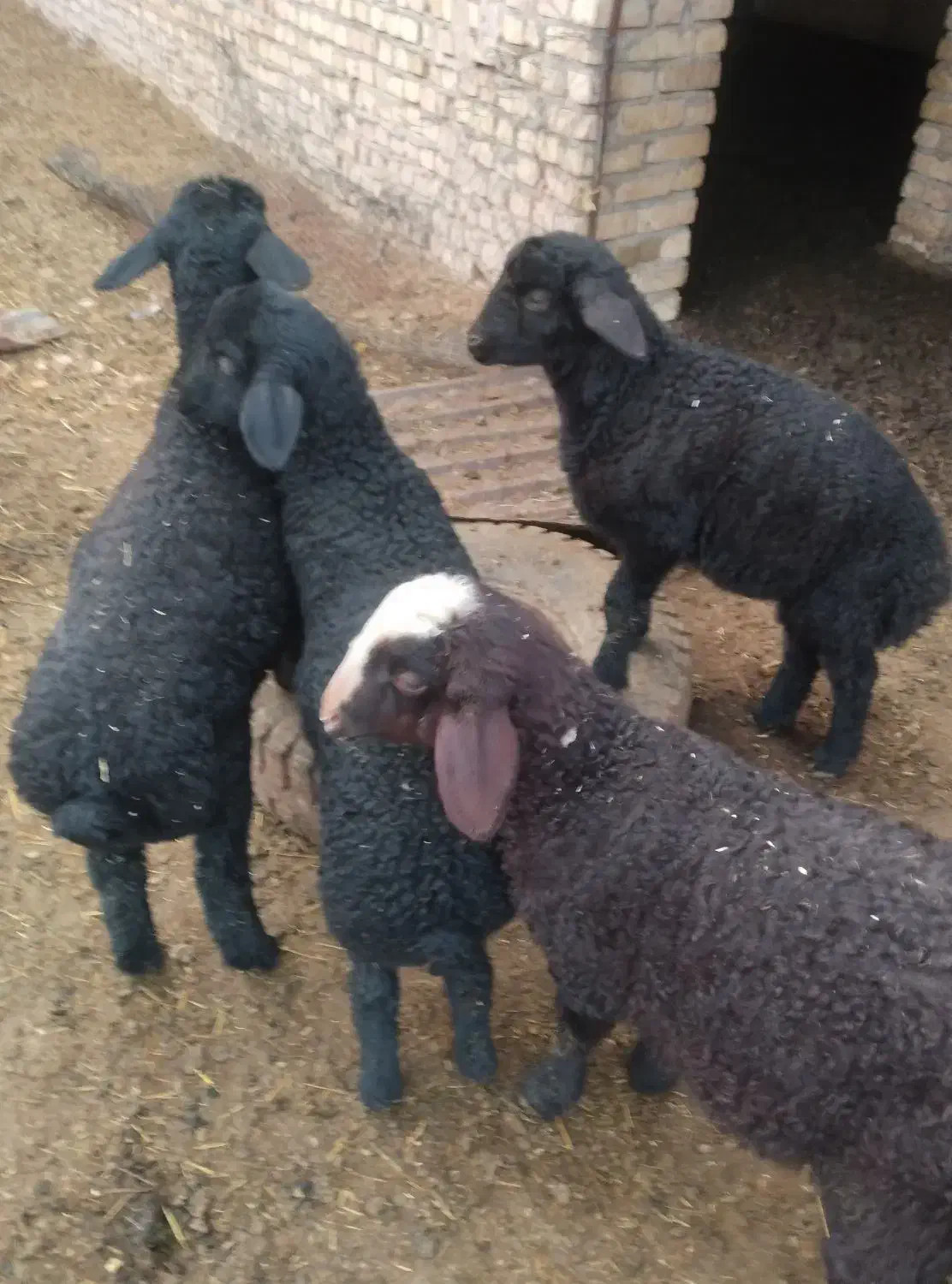 بره،شیشک،قوچ|حیوانات مزرعه|جوادآباد, |دیوار