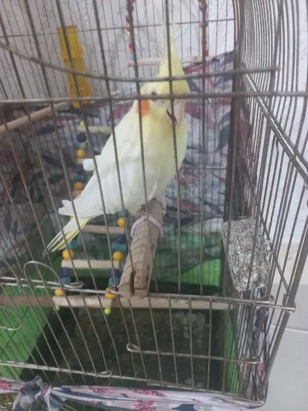 عروس هلندی ماده بالغ|پرنده|الوند, |دیوار