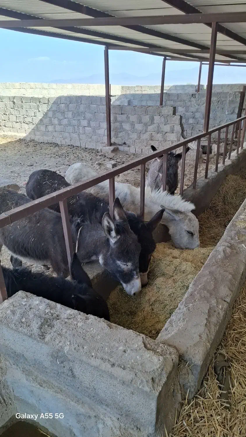 الاغ فروشی|حیوانات مزرعه|نگار, |دیوار