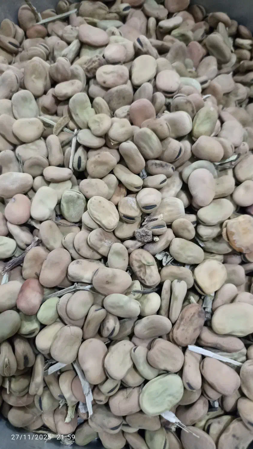 باقله|حراج|هرسین, |دیوار