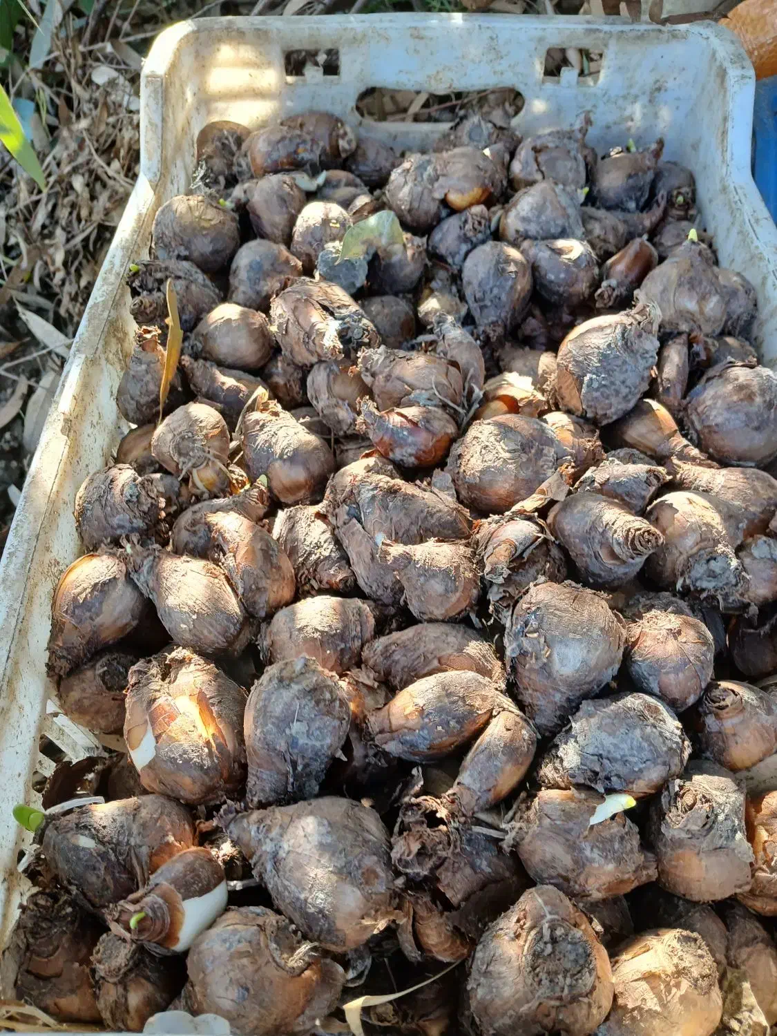 پیاز گل نرگس نوع شهلا|گل و گیاه طبیعی|کوهی‌خیل, |دیوار