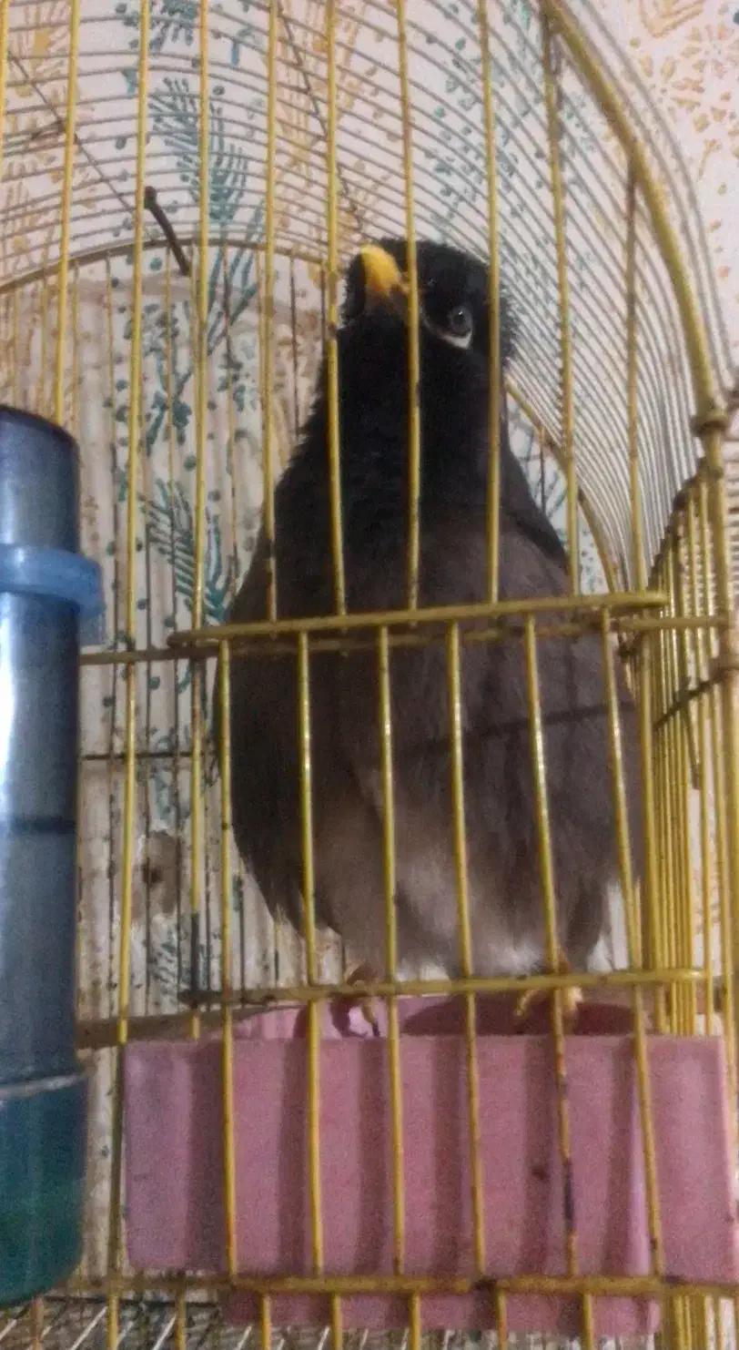 مینا سخنگو وراج|پرنده|گنبد کاووس, |دیوار