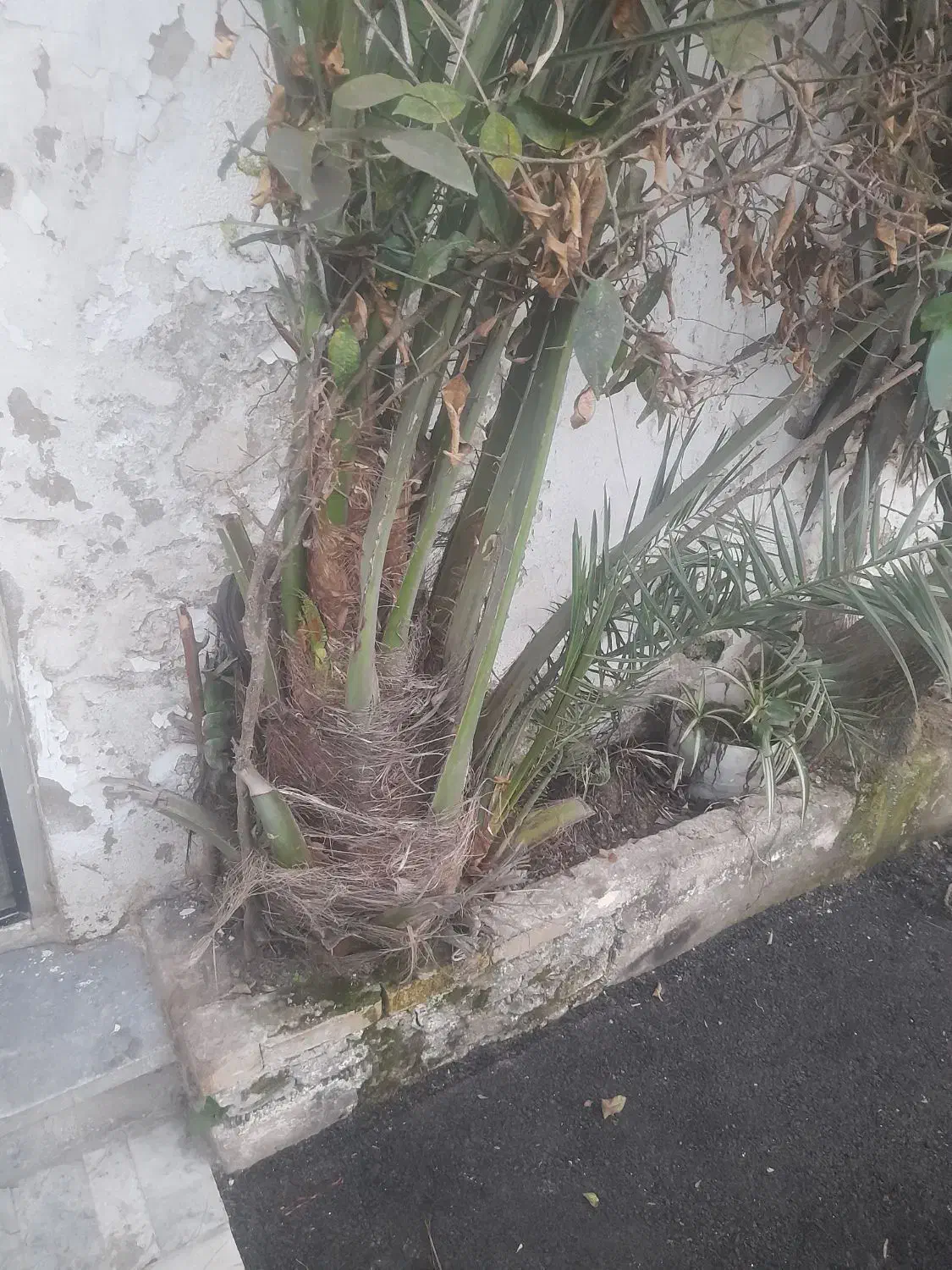 درخت نخل و درخت یوکا|گل و گیاه طبیعی|رشت, عینک|دیوار