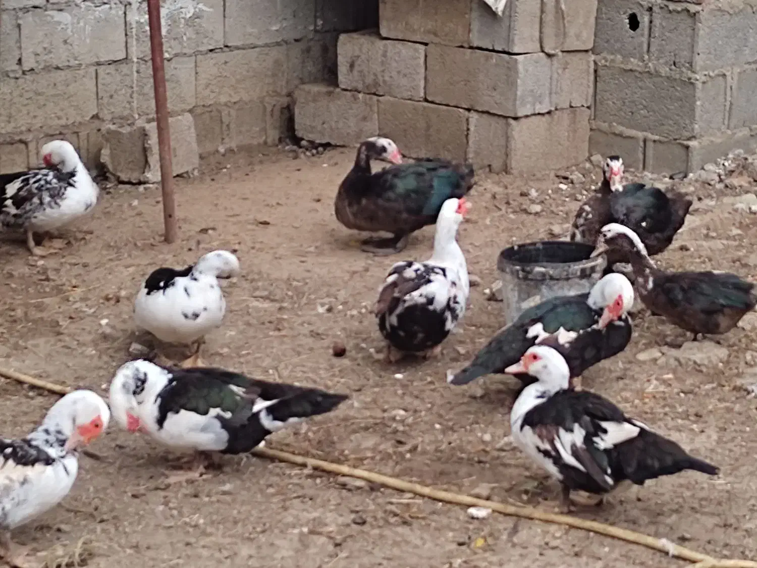 اردک اسراییلی|حیوانات مزرعه|شاندرمن, |دیوار