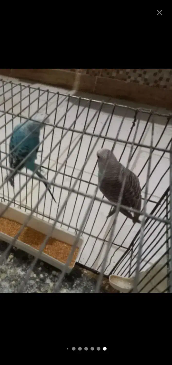 جفت مرغ عشق مولد|پرنده|کرمانشاه, |دیوار