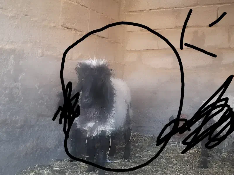 گوسفند میش دوقلو|حیوانات مزرعه|فهرج, |دیوار