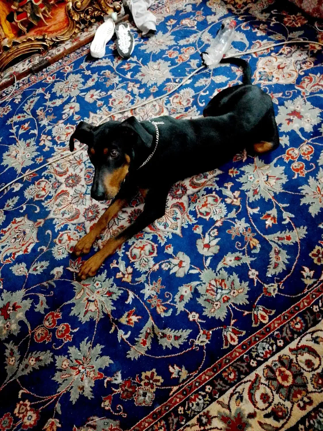 دوبر من اصیل|سگ|بهارستان, |دیوار