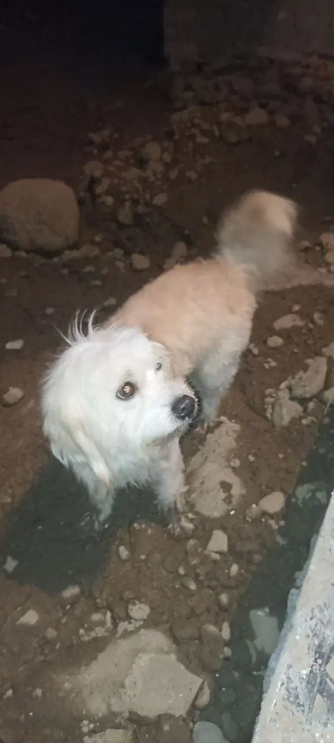 سگ پامر|سگ|امامزاده عبدالله, |دیوار