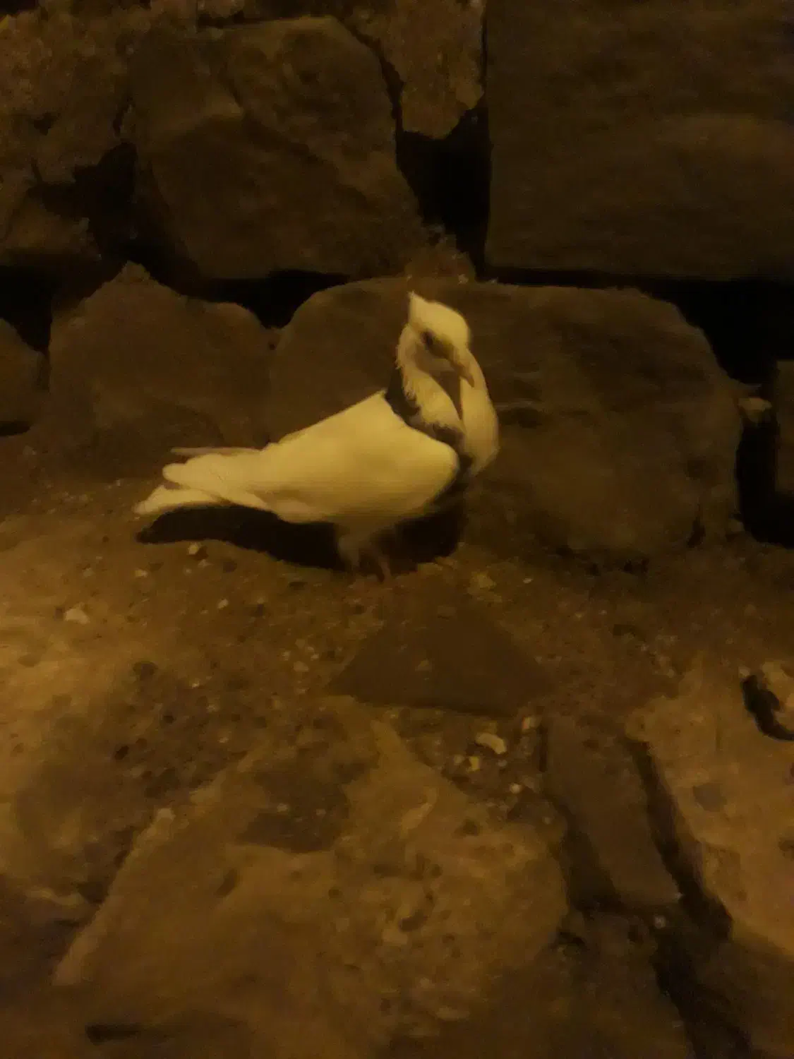 طوقی|پرنده|مسجد سلیمان, |دیوار