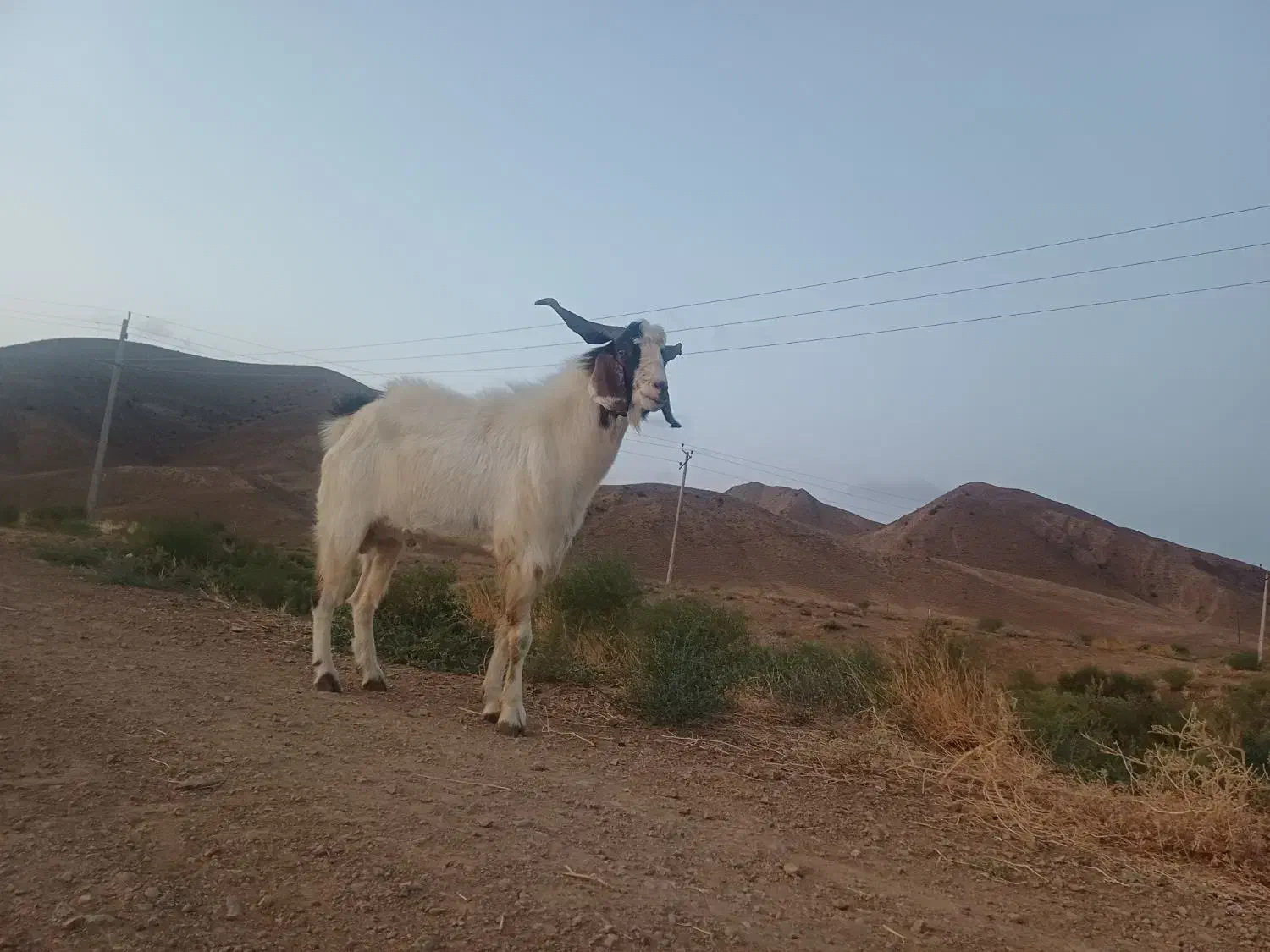 دیبر در حد|حیوانات مزرعه|بیله سوار, |دیوار