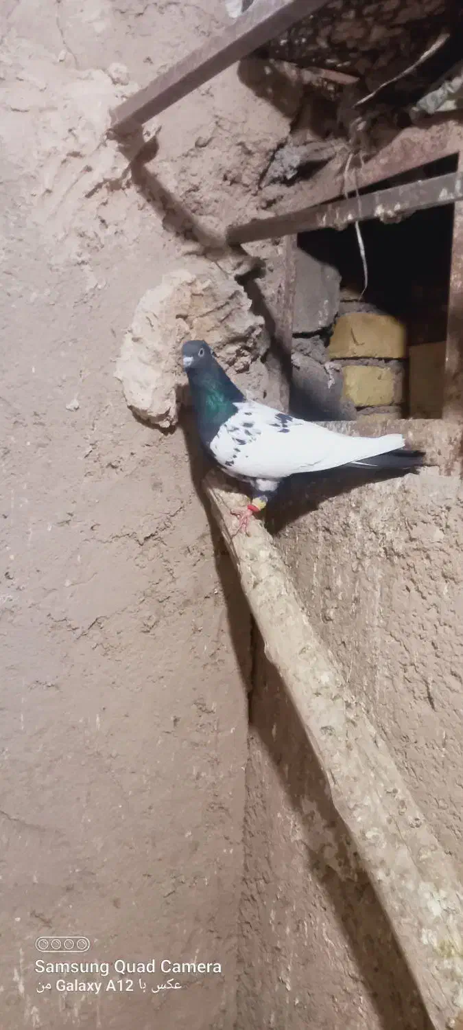 رنگی رنگی|پرنده|قیدار, |دیوار