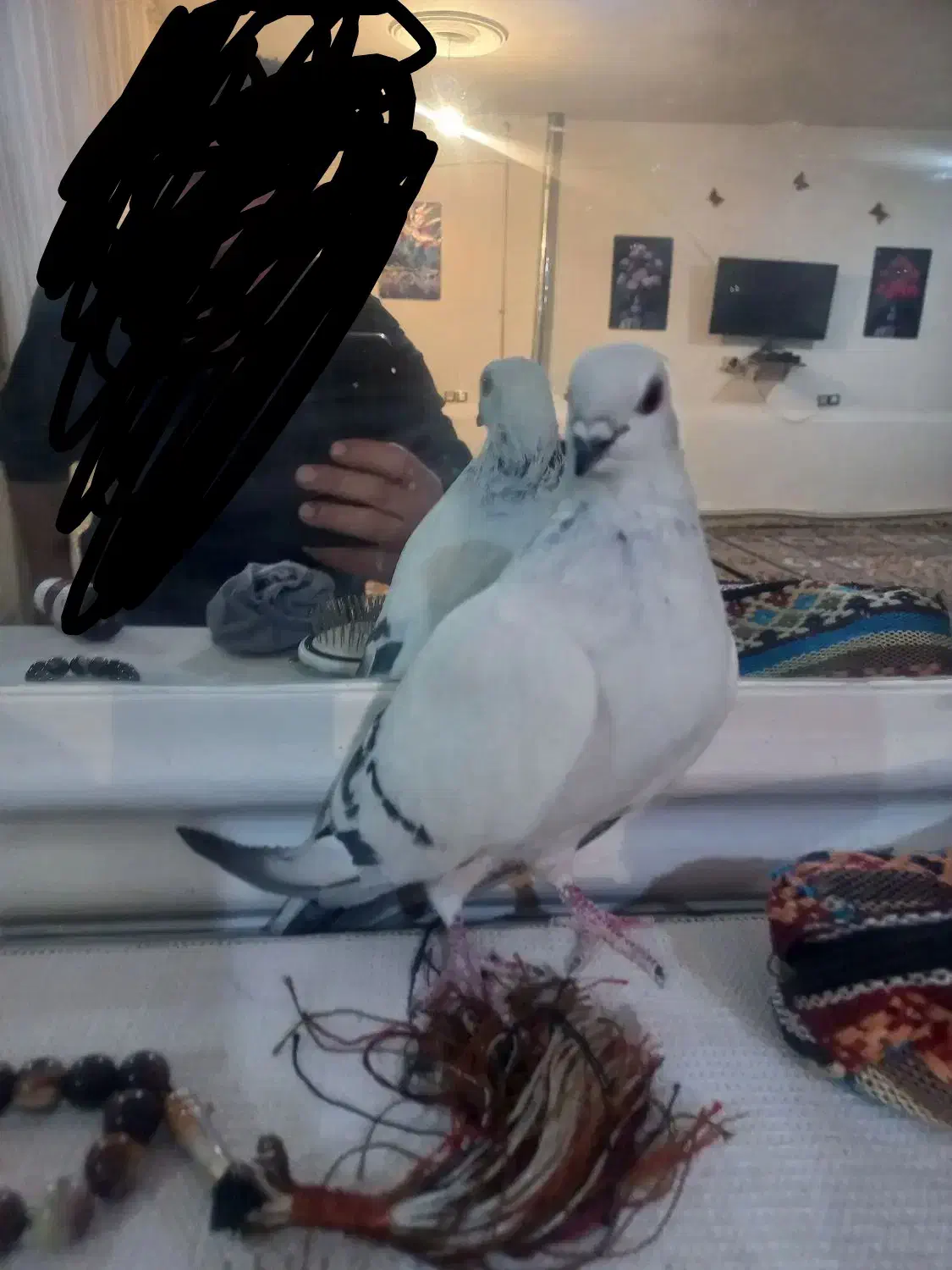 سه عدد شامی نره یکه بهترین نژاد|پرنده|چگنی, |دیوار