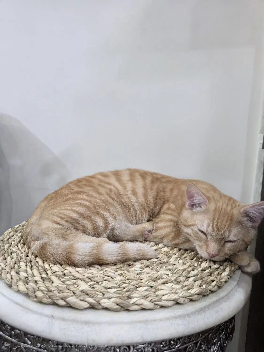 گربه نر میکس پرشین|گربه|تهران, نبی اکرم|دیوار