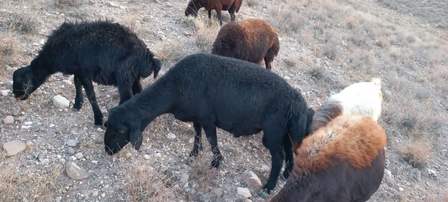 قوچ قره قز موفر|حیوانات مزرعه|ماهنشان, |دیوار