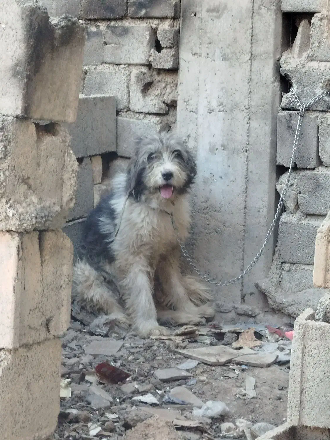 توله لاس ریشی|سگ|اصفهان, ملکشهر|دیوار