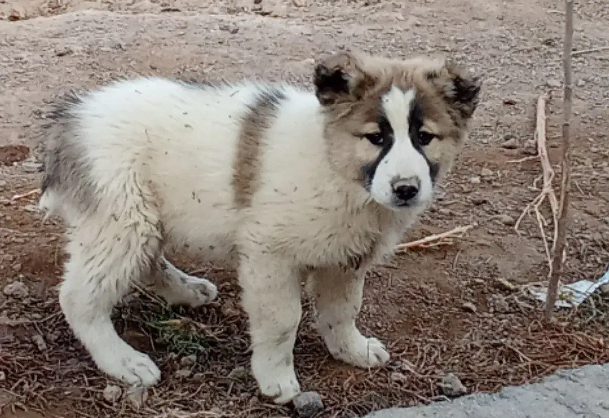 سگ نژاد دار|سگ|نیمروز, |دیوار