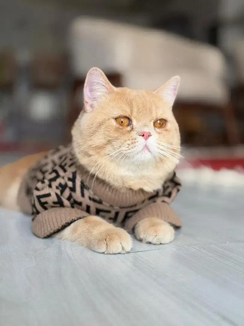 گربه بریتیش|گربه|برازجان, |دیوار