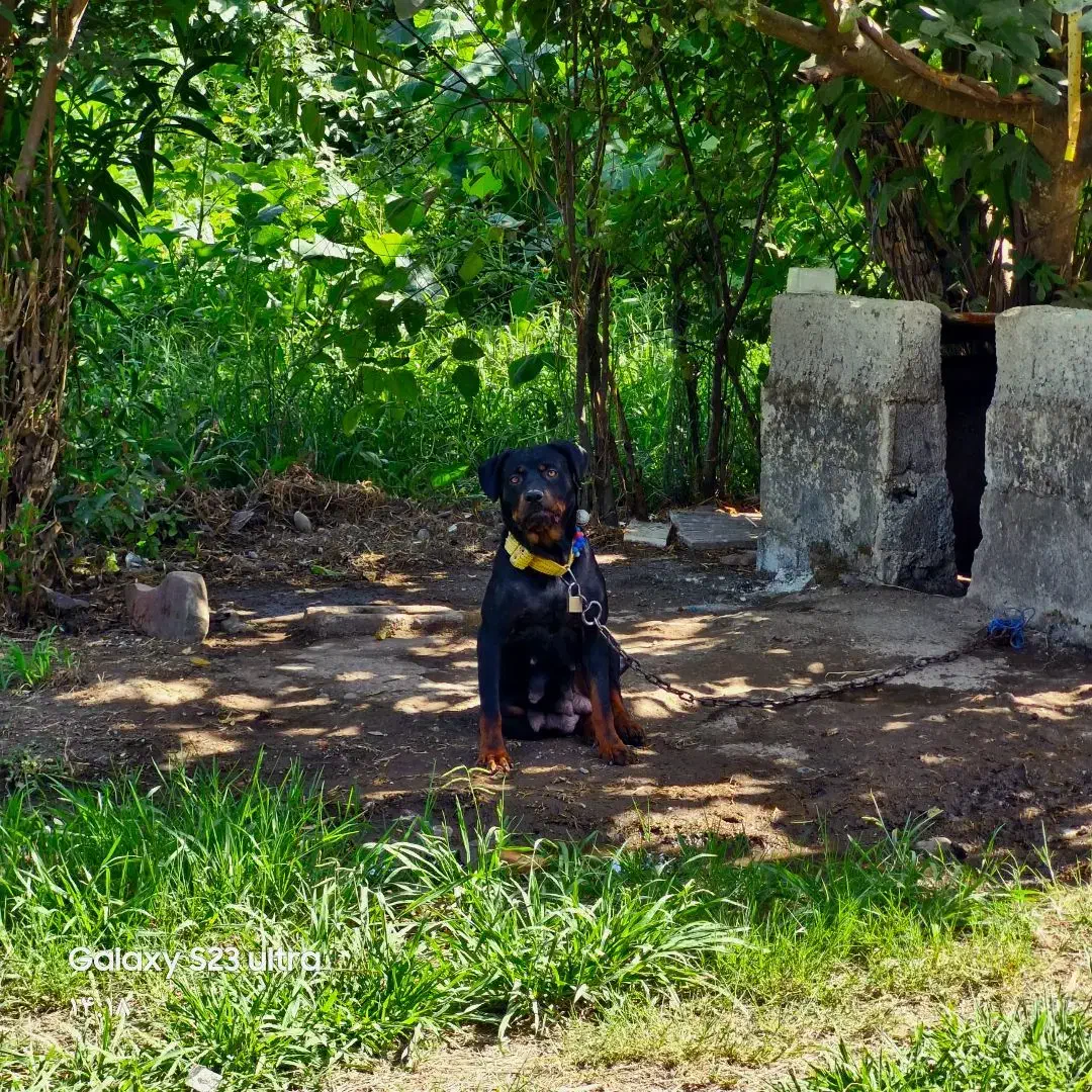 روتوایلر امریکایی|سگ|رشت, منظریه|دیوار