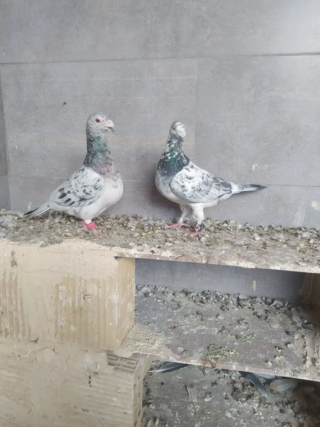 دوتا کفتر یک فروشی|پرنده|خلیل آباد, |دیوار