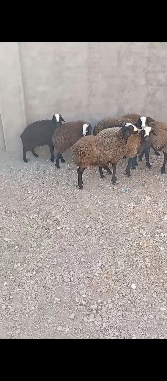 بره شال|حیوانات مزرعه|جوادآباد, |دیوار