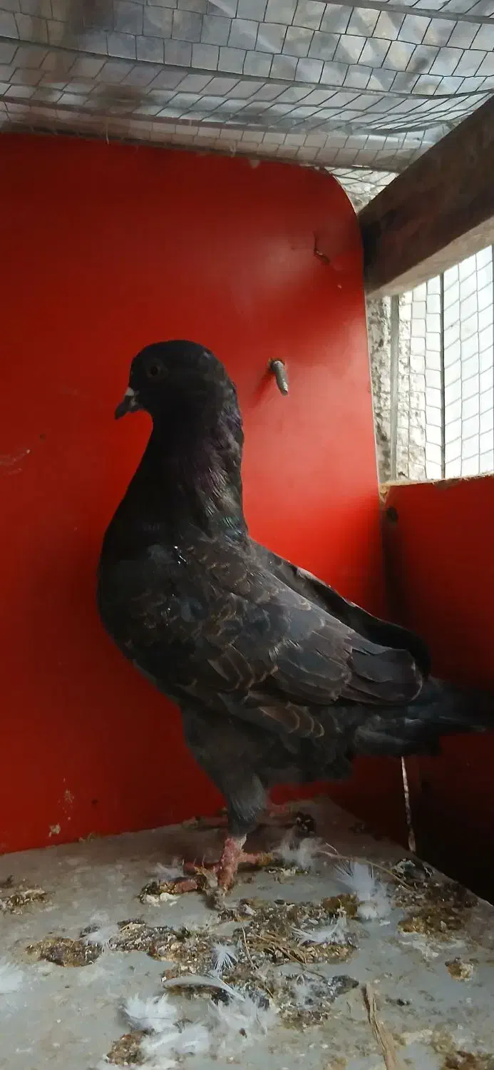 کبوتر|پرنده|سنگر, |دیوار