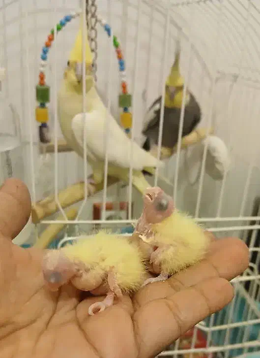 دوجفت عروس هلندی|پرنده|رفسنجان, |دیوار