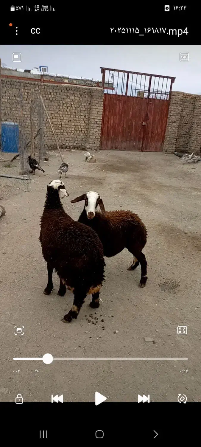 بره ماده|حیوانات مزرعه|سیلاخور, |دیوار