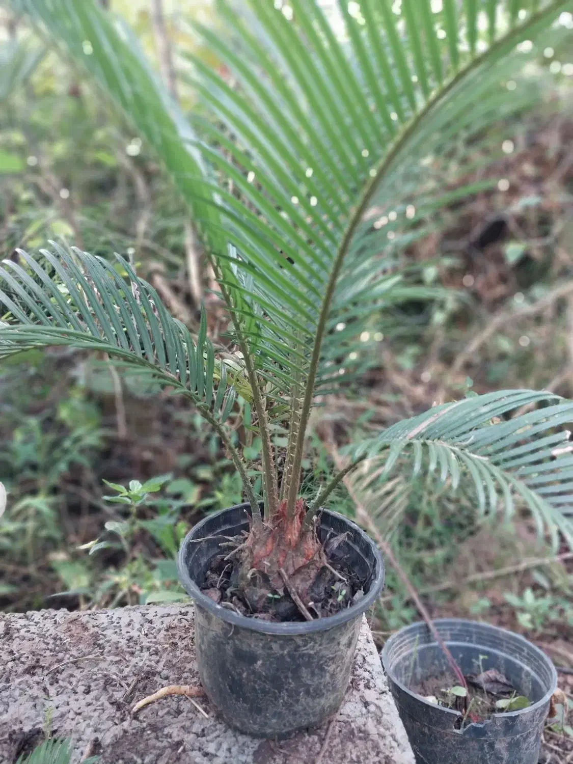 سیکاس|گل و گیاه طبیعی|رشت, حومه رشت|دیوار