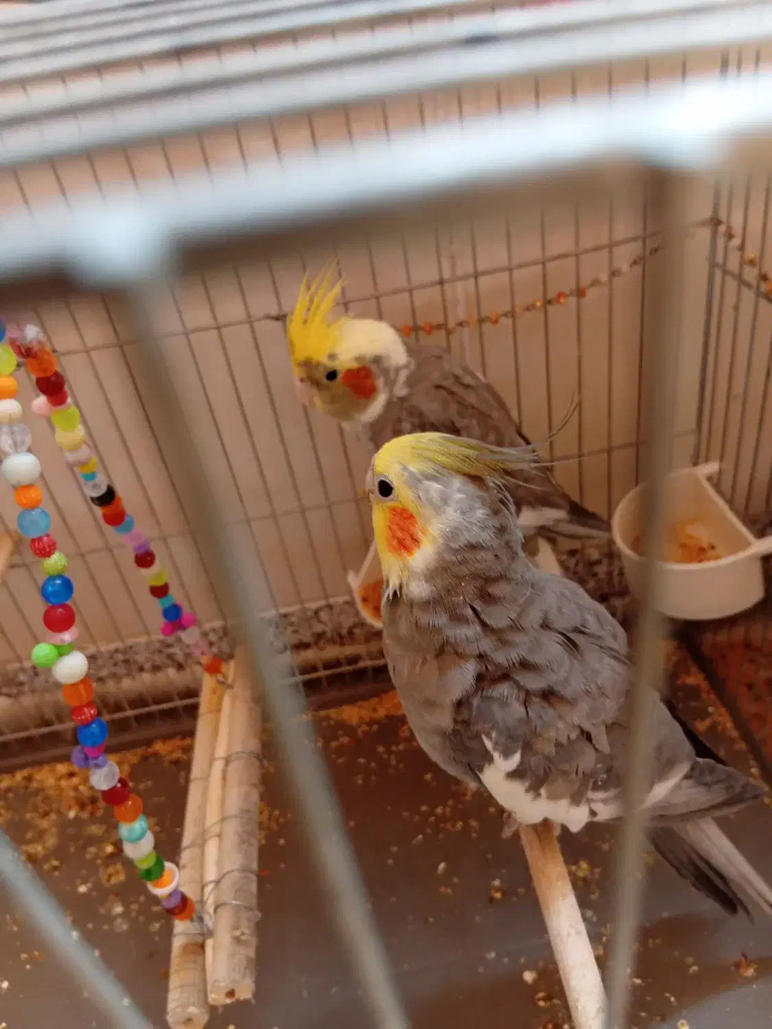 عروس هلندی|پرنده|قم, منبع آب|دیوار