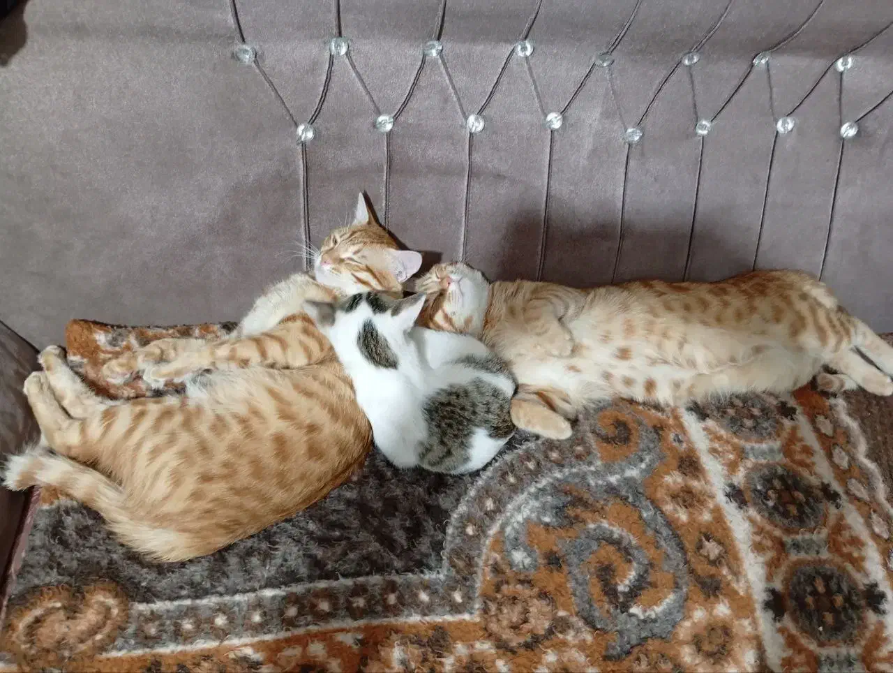 واگذاری گربه|گربه|ساوه, |دیوار