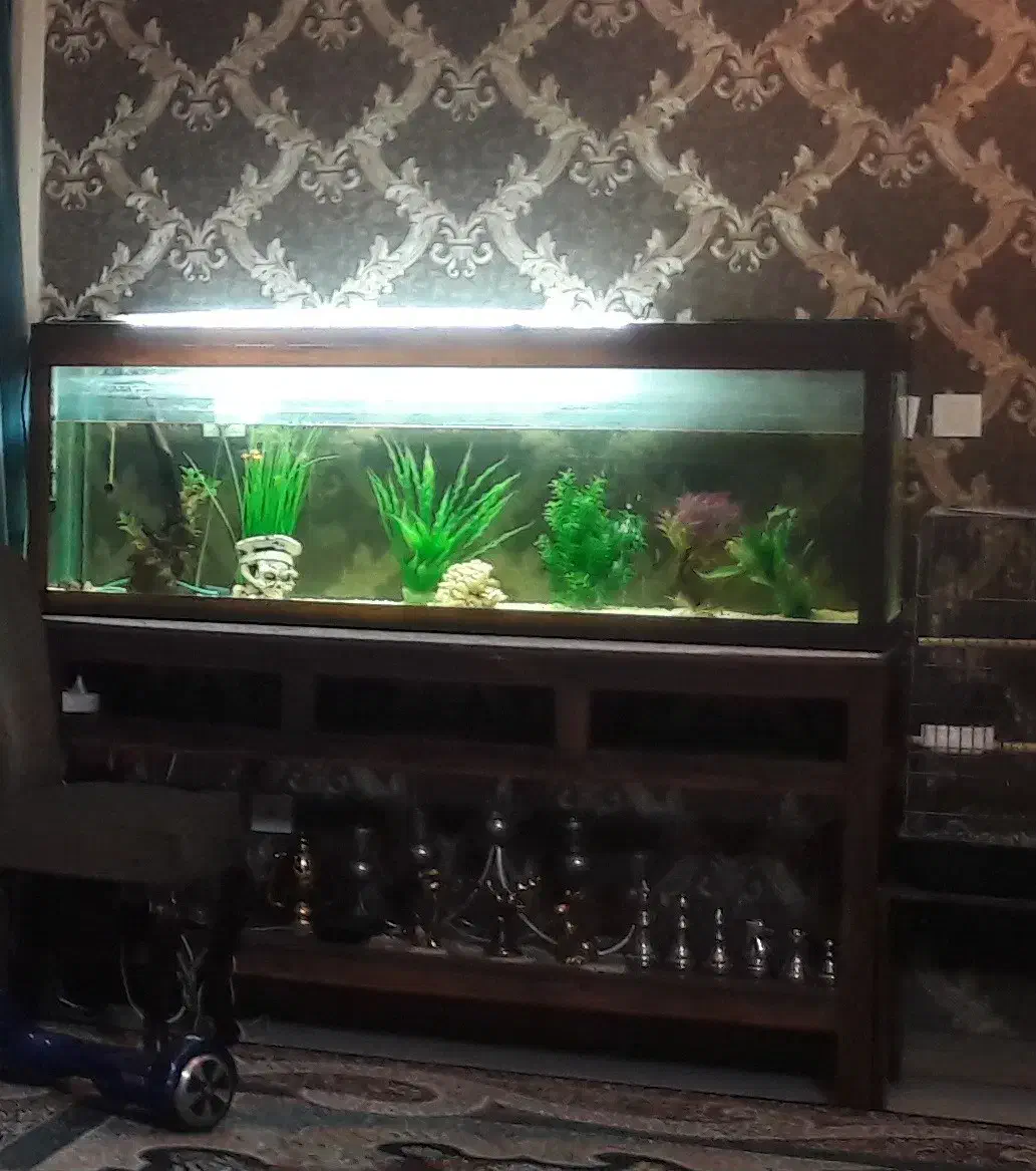 آکواریوم سایز بزرگ فروش استثنایی|ماهی|قائم‌شهر, |دیوار