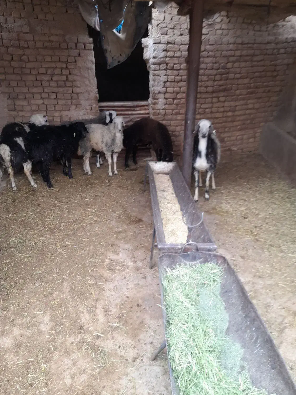 قصابی وگوسفند زنده|خدمات پذیرایی، مراسم|ساوه, |دیوار