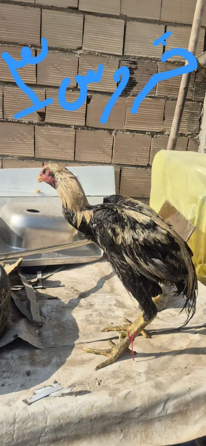 خروس لاری و مرغ لاری|حیوانات مزرعه|پاکدشت, پاکدشت (مامازند)|دیوار