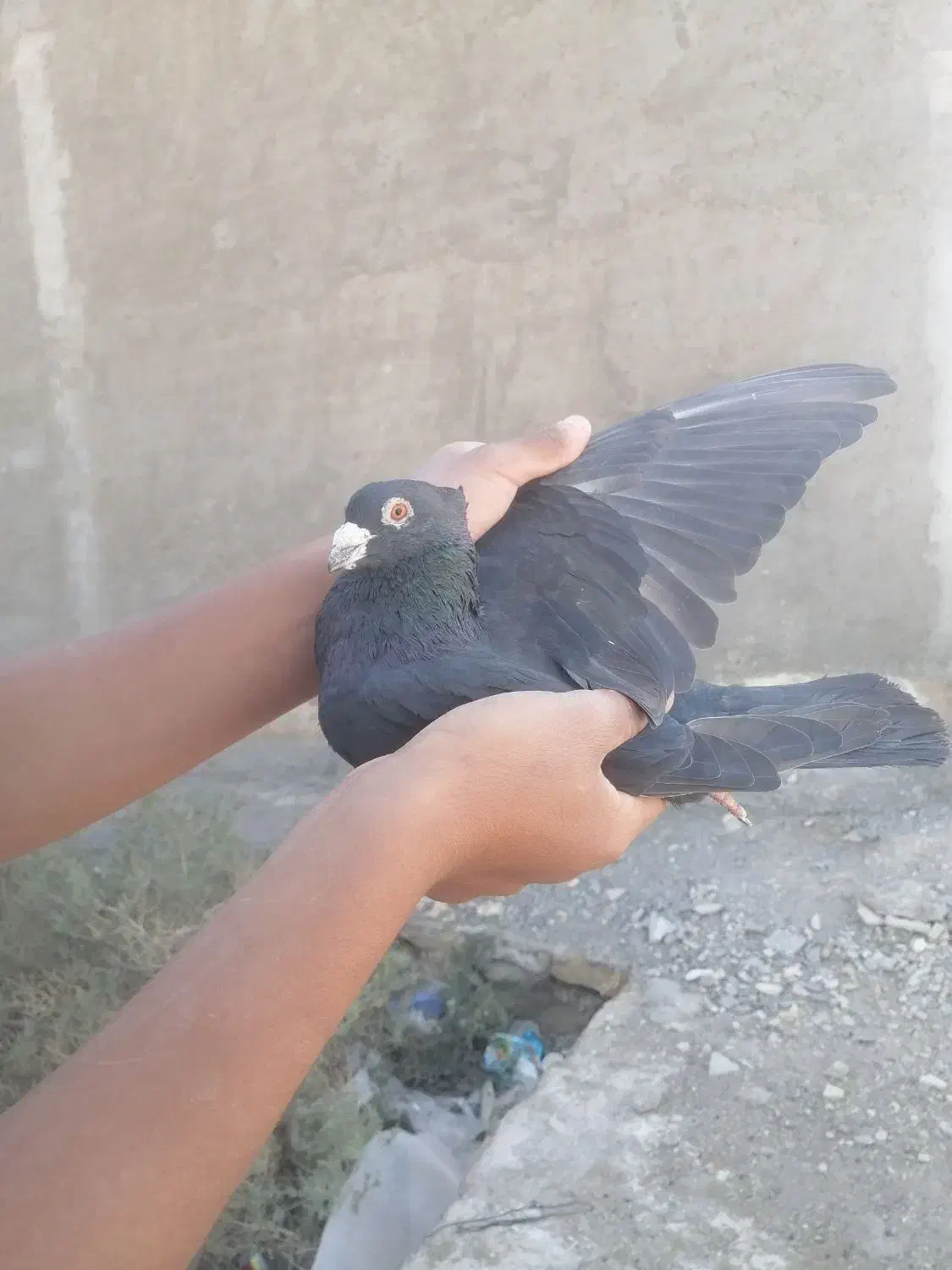 کفتر|پرنده|خرمشهر, |دیوار