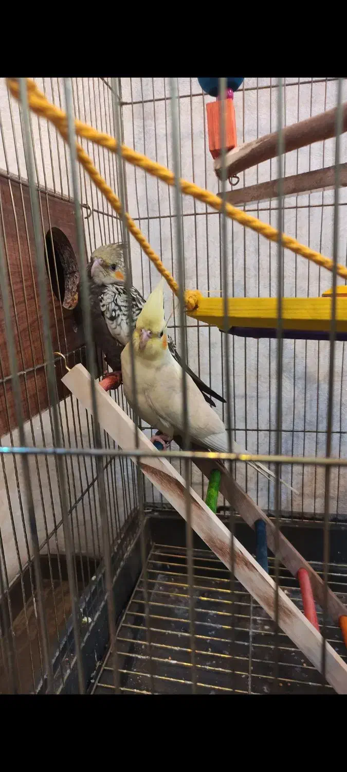 عروس هلندی|پرنده|قدس, شهر‌قدس|دیوار