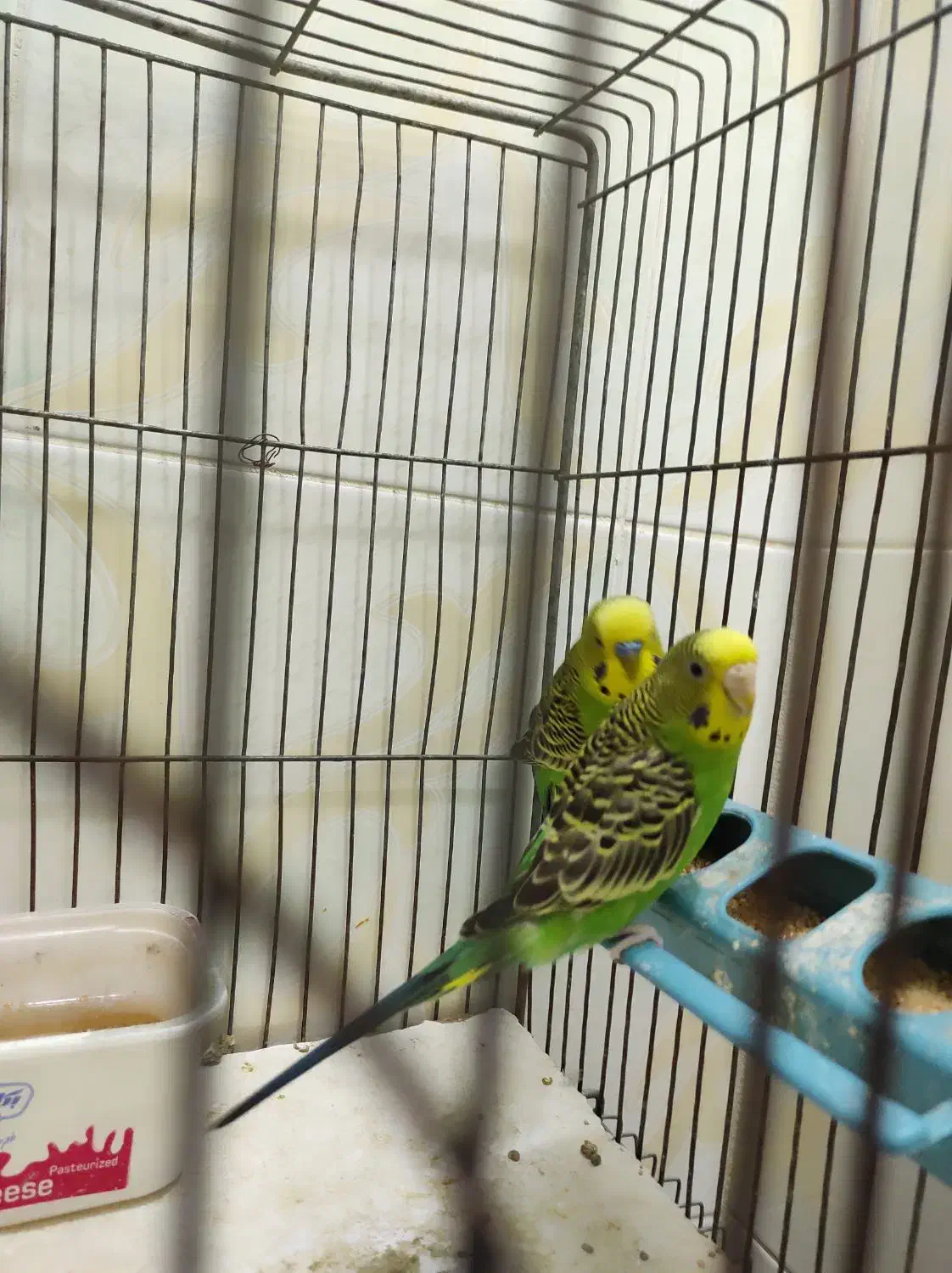 فروشی جفتی ۵۰۰|پرنده|شهرضا, |دیوار