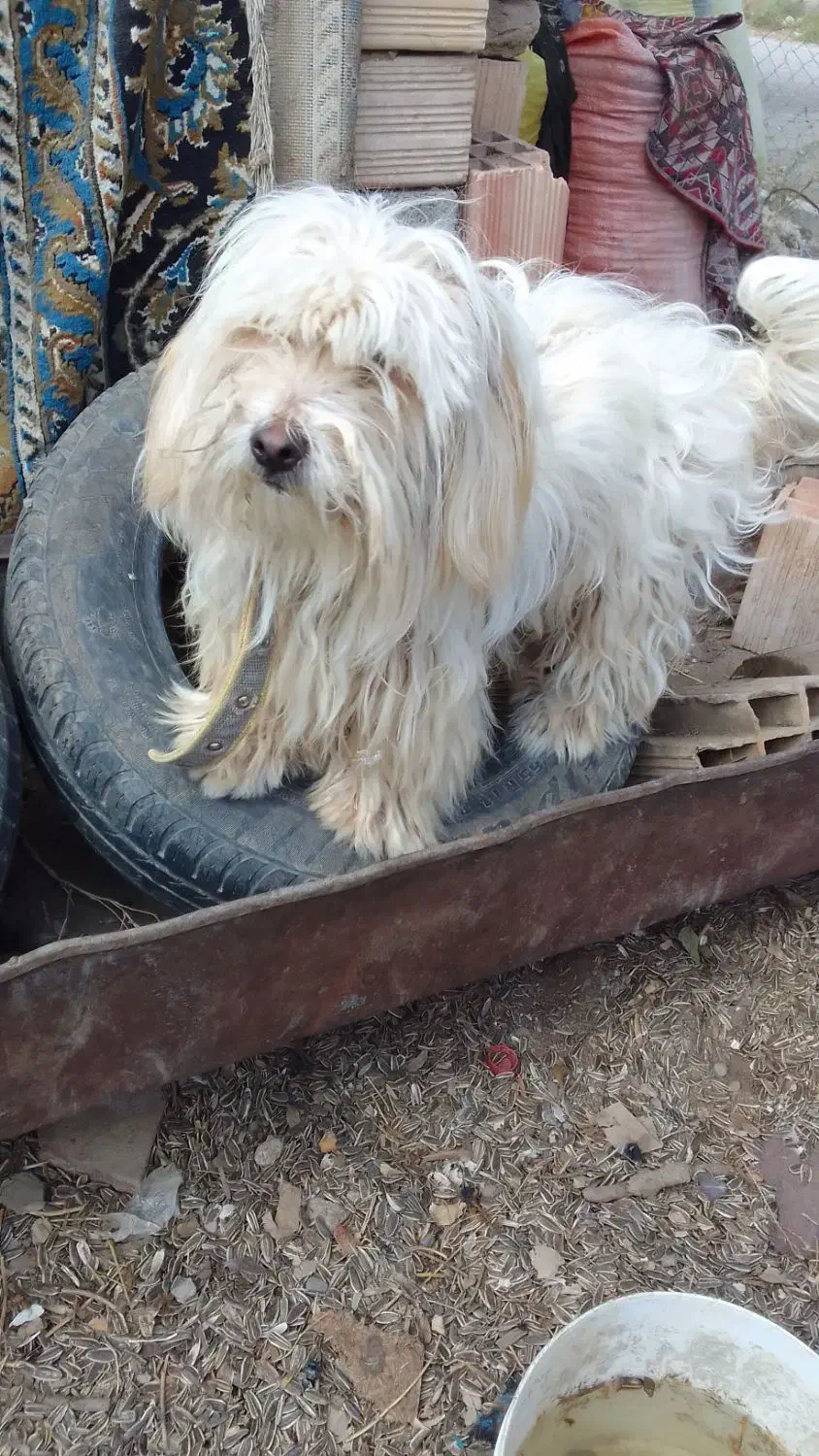 سگگ اصل شیتزو|سگ|خوی, |دیوار