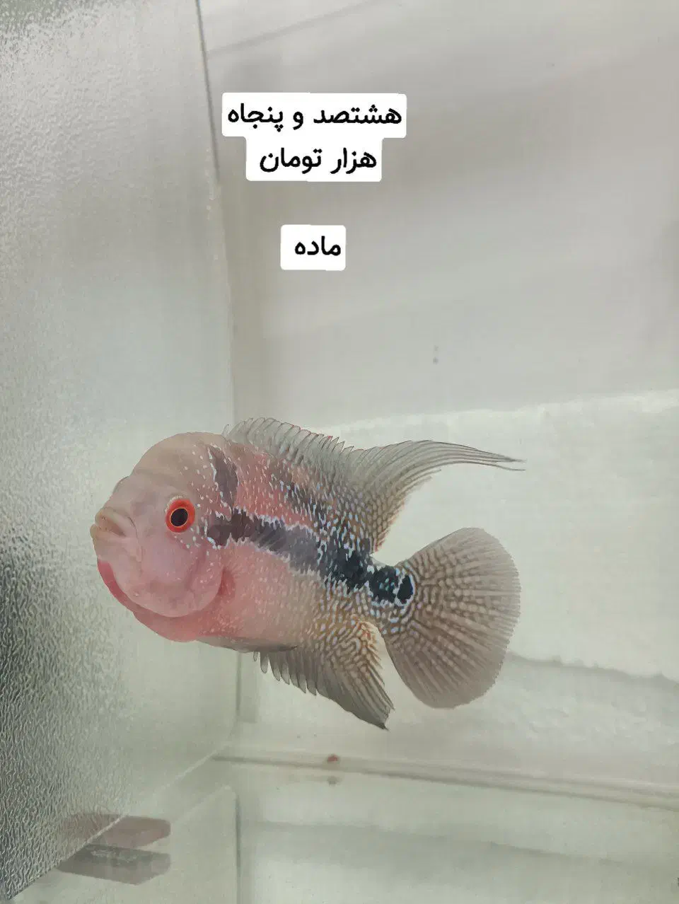 ماهی فلاور هورن نر و ماده و بچه فلاور|ماهی|مشهد, حضرت حجت|دیوار