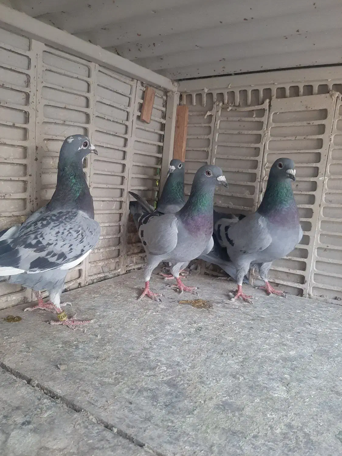 کبوتر مسافتی یا آلمانی|پرنده|تهران, خاوران|دیوار