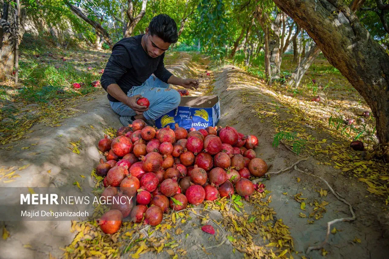 انار -کارگر- انار چینی- کارگر انارچین|خدمات باغبانی و درختکاری|تفت, |دیوار