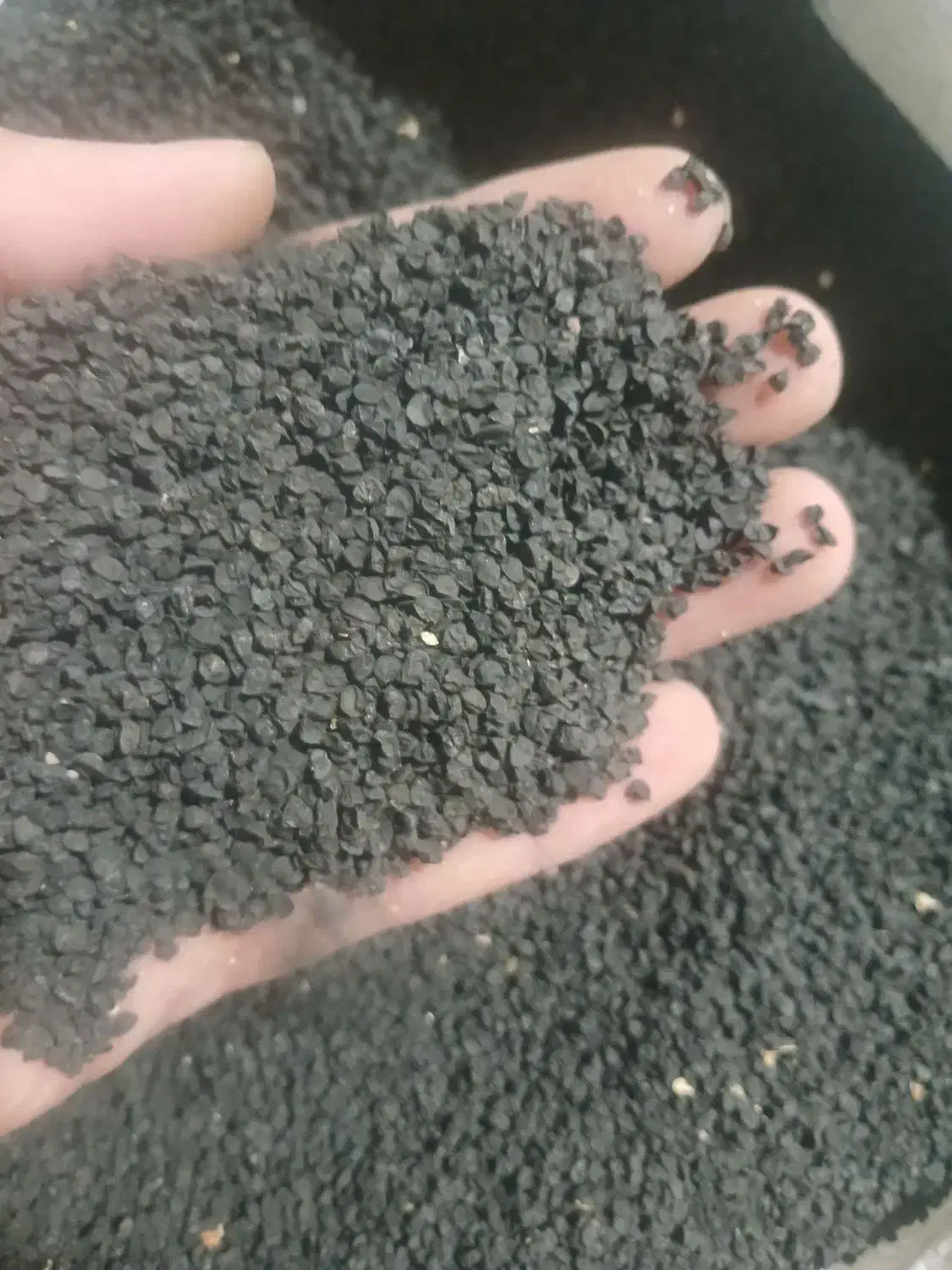 دانه پیاز محلی طارم|گل و گیاه طبیعی|چورزق, |دیوار