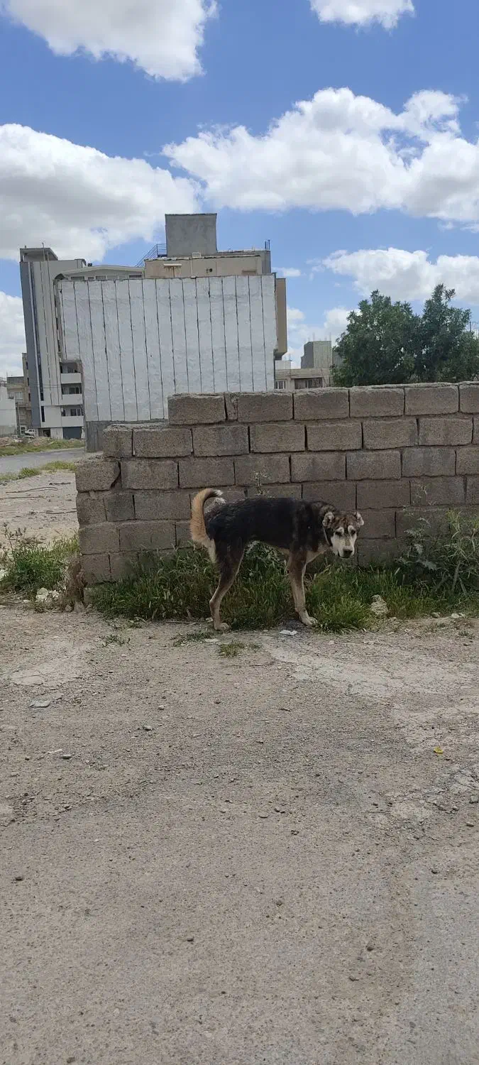 سگ پژدر|سگ|ایلام, |دیوار