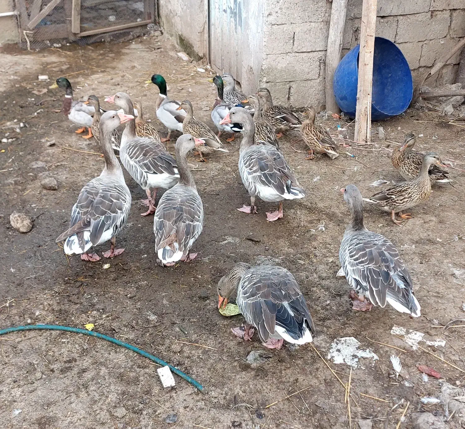 فروش تعداد۳ عدد غاز نمایی|حیوانات مزرعه|خمام, |دیوار