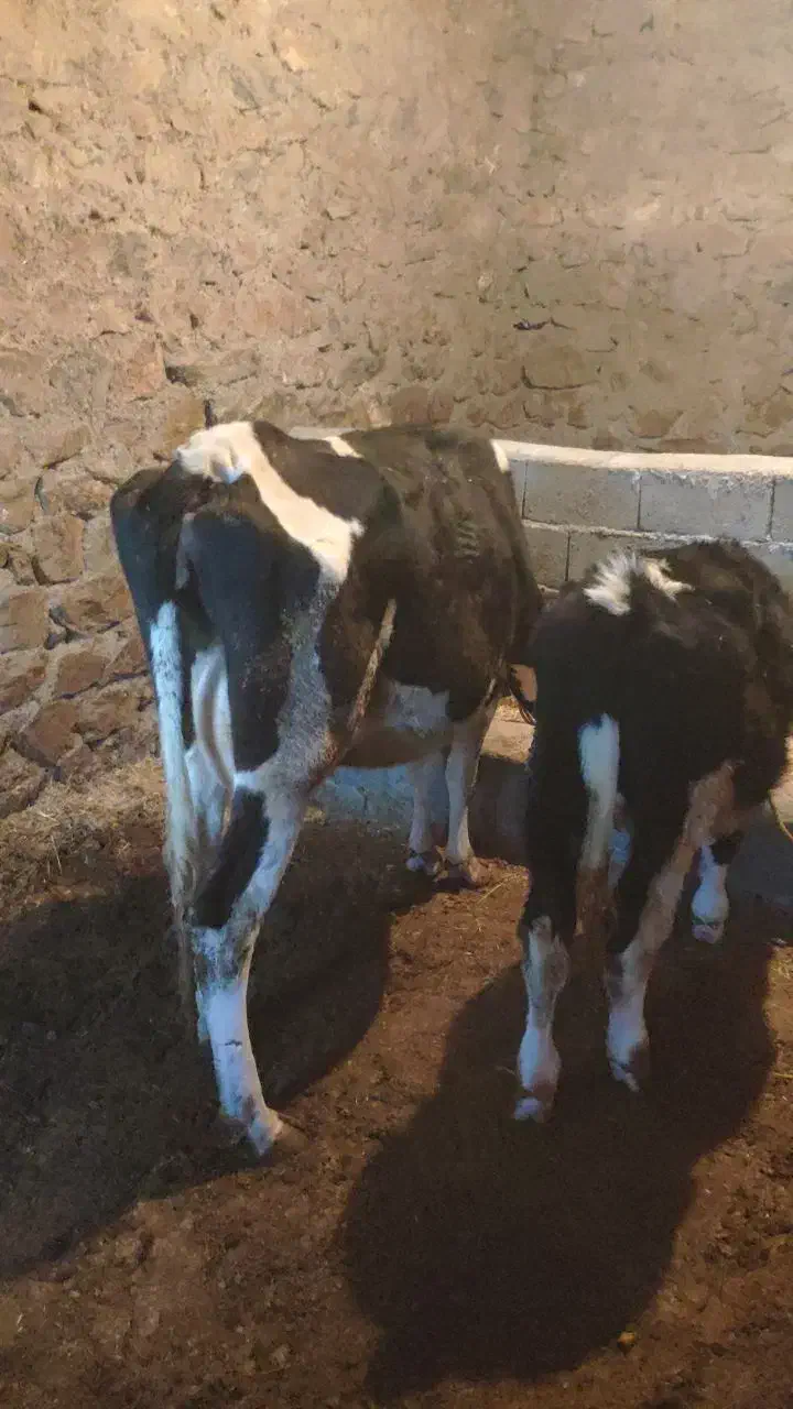 گاو‌گوساله‌نر‌سیمینتال|حیوانات مزرعه|سنندج, |دیوار