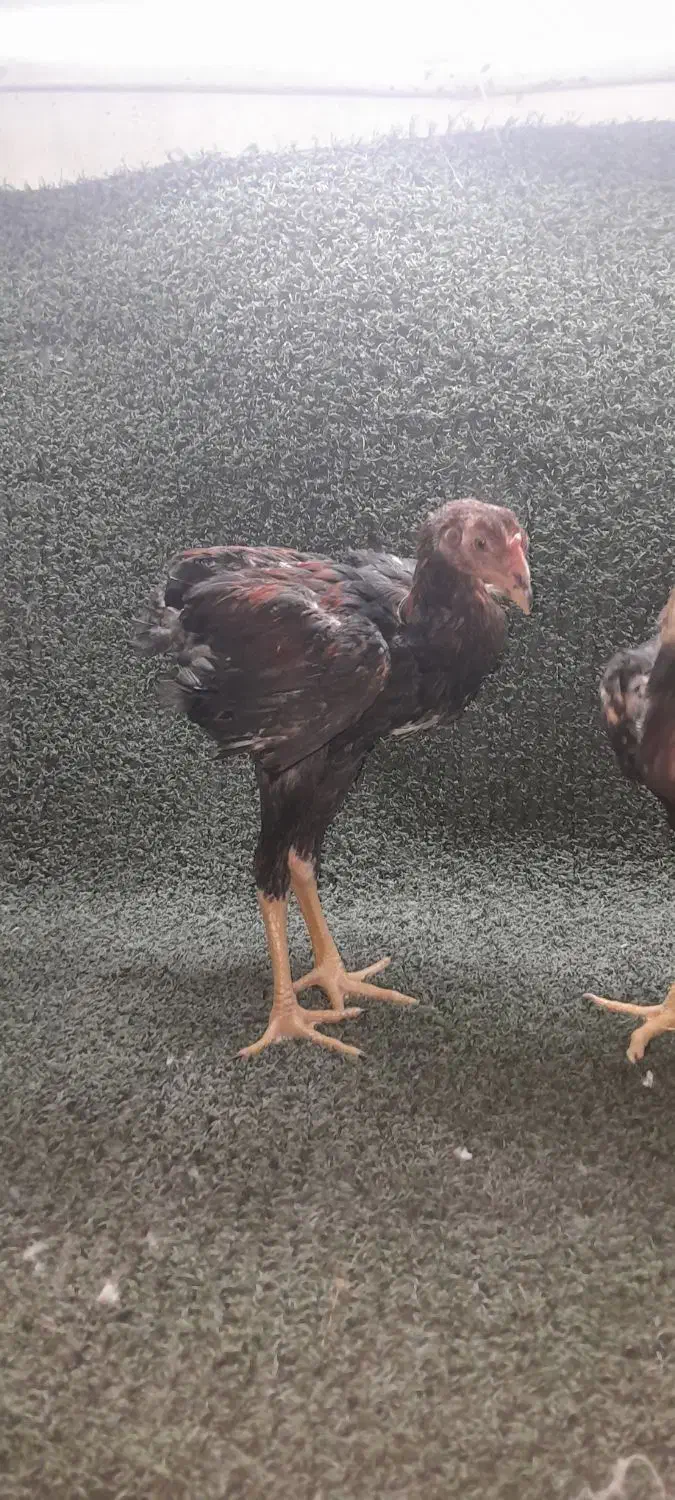 خروس لاری جوجه لاری خروس براکل|حیوانات مزرعه|محمدشهر, یزدیها|دیوار