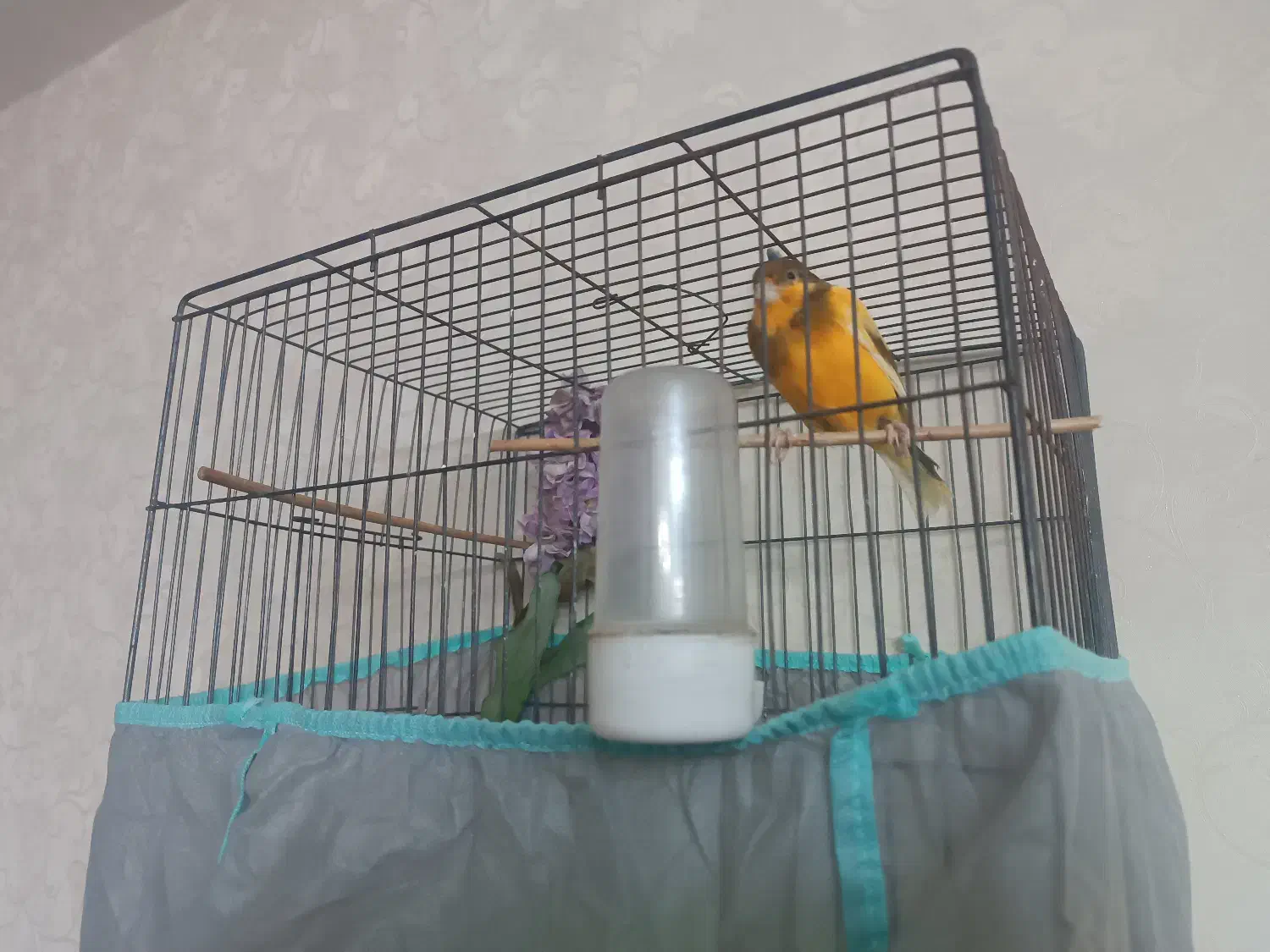 قناری بخون (شلاقی)  مست مست|پرنده|شاهین‌شهر, شهرک هشت بهشت|دیوار